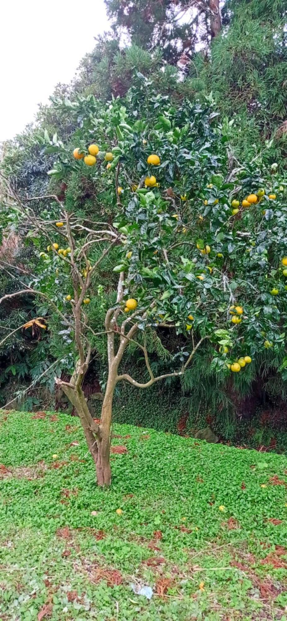 Villa Visconde Nordeste  Kamer foto